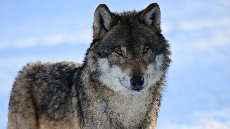 wolf in snowy landscape