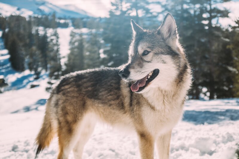Wolf in Snowy Landscape — White