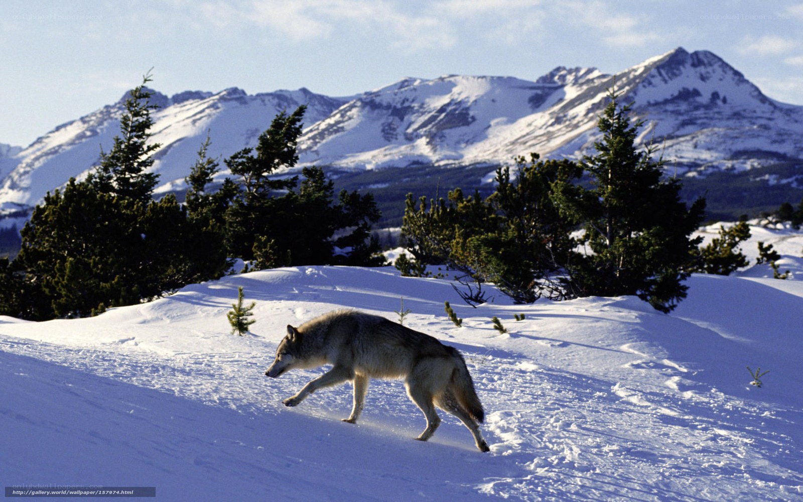 wolf in snowy mountain landscape