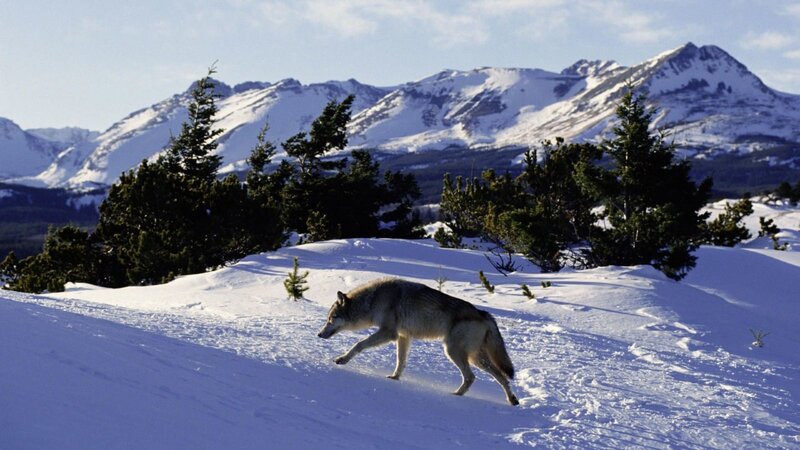 wolf in snowy mountains