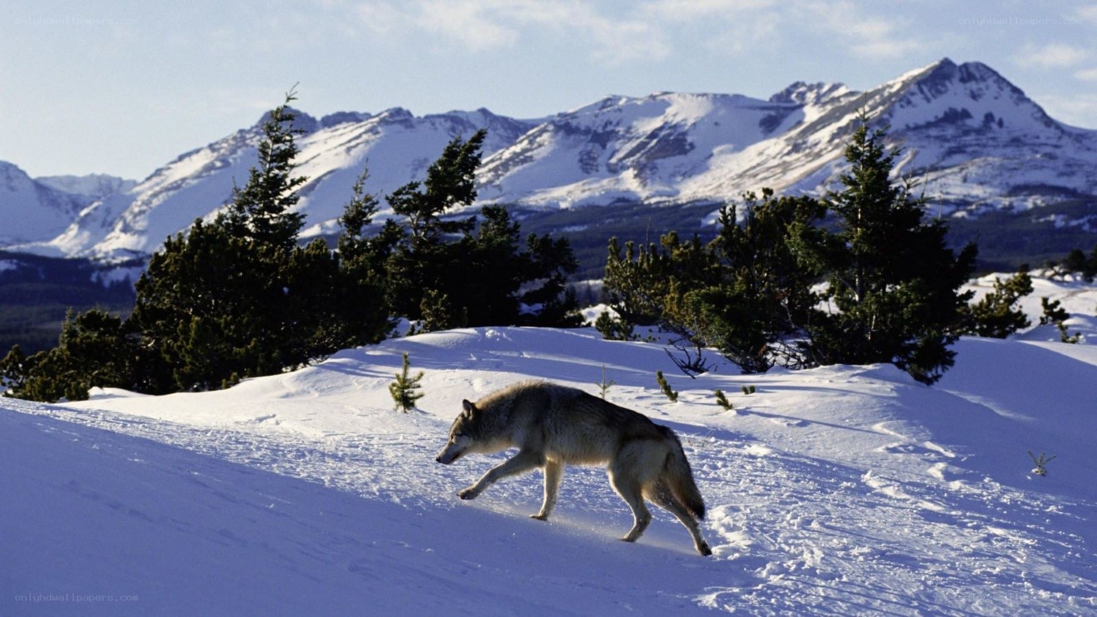 wolf in snowy mountains