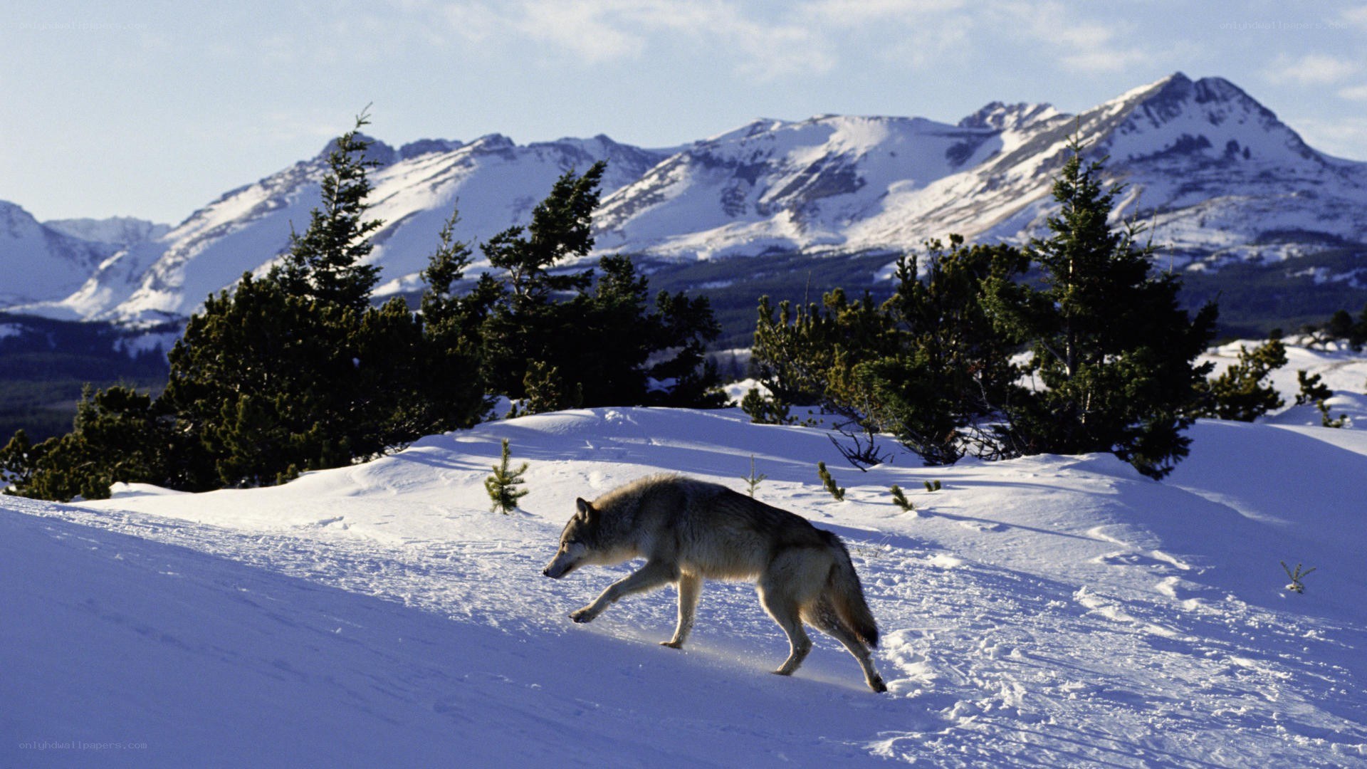 wolf in snowy mountains