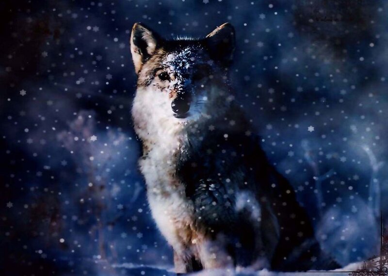wolf in snowy night