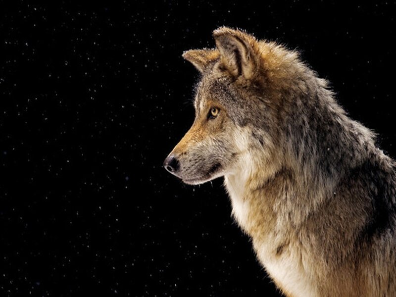 wolf in starry night