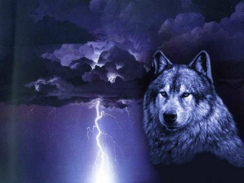 Wolf in Storm — Purple