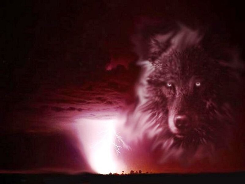 Wolf in Storm