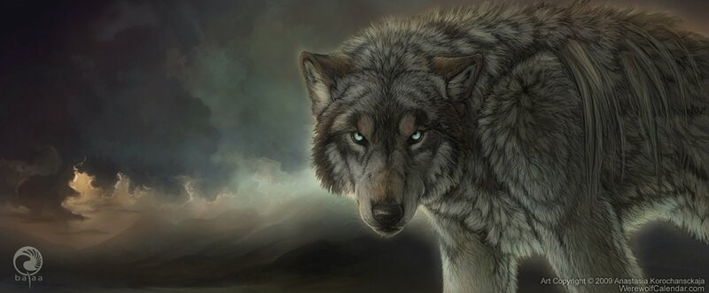 wolf in stormy landscape