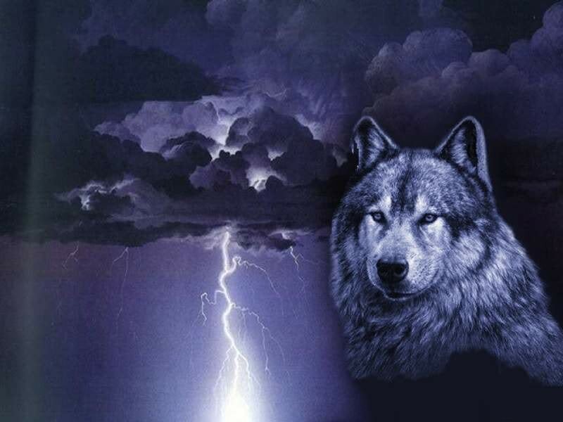 wolf in stormy sky