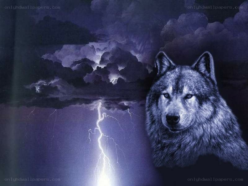 wolf in stormy sky