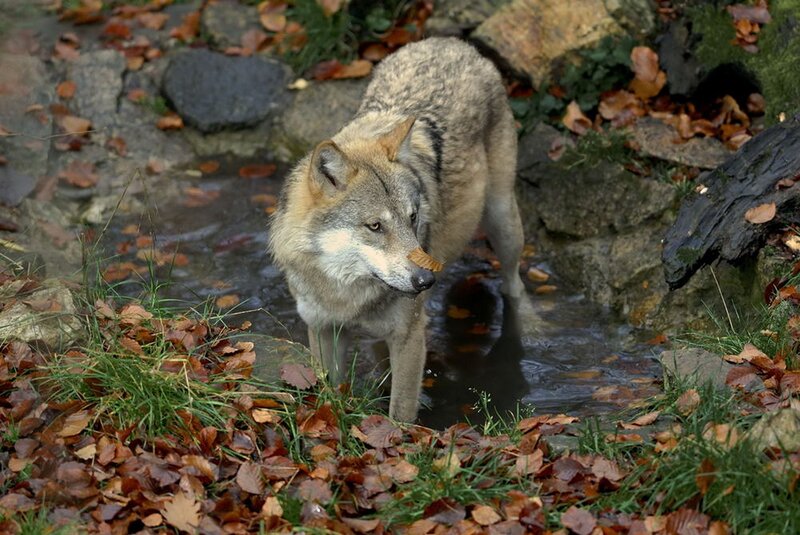 Wolf in Stream