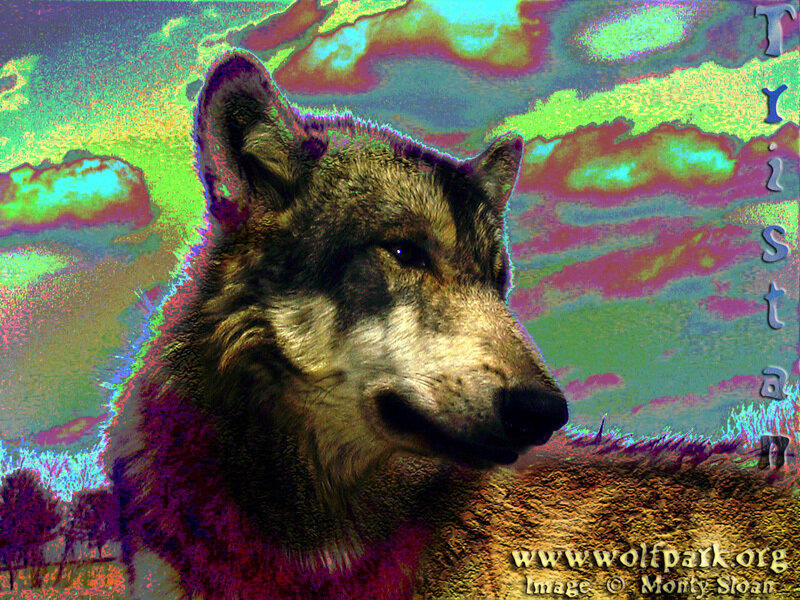 Wolf in Stylized Landscape