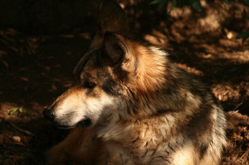wolf in sunlight