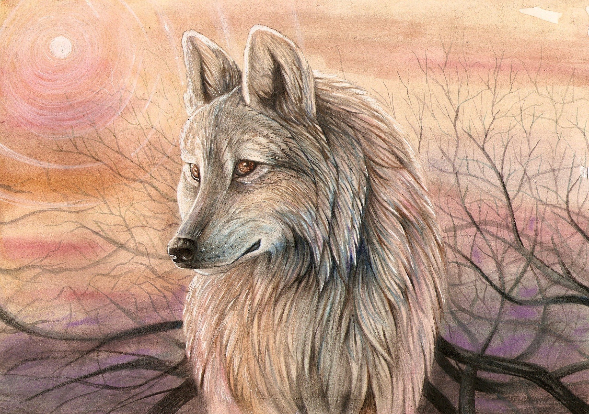 wolf in sunset forest