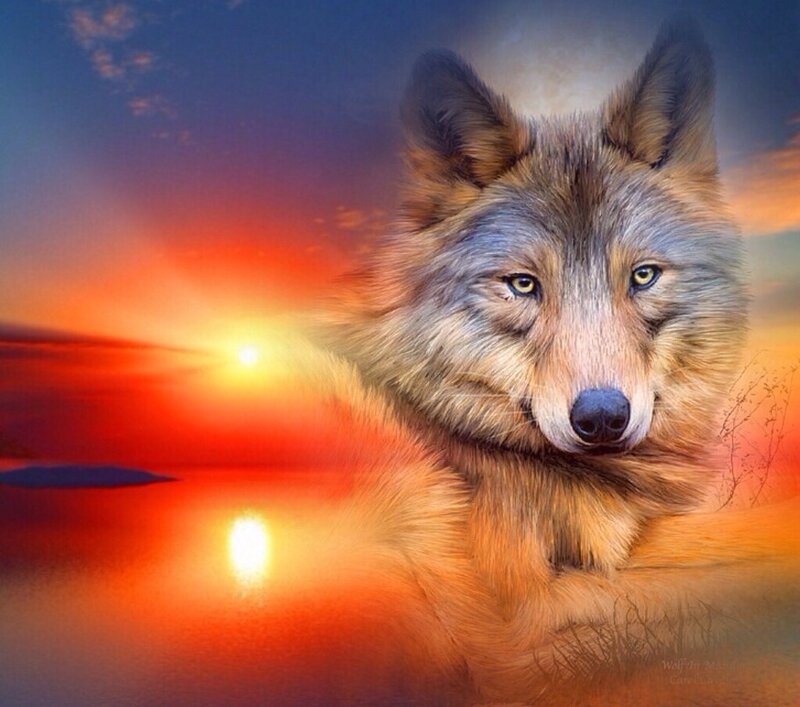 Wolf in Sunset — Orange, Dramatic, Digital Art