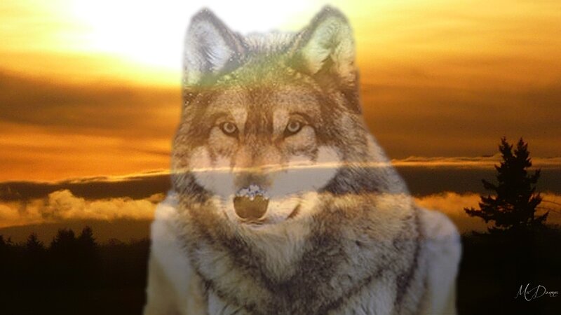 Wolf in Sunset — Orange, Dramatic, Digital Art, Trees