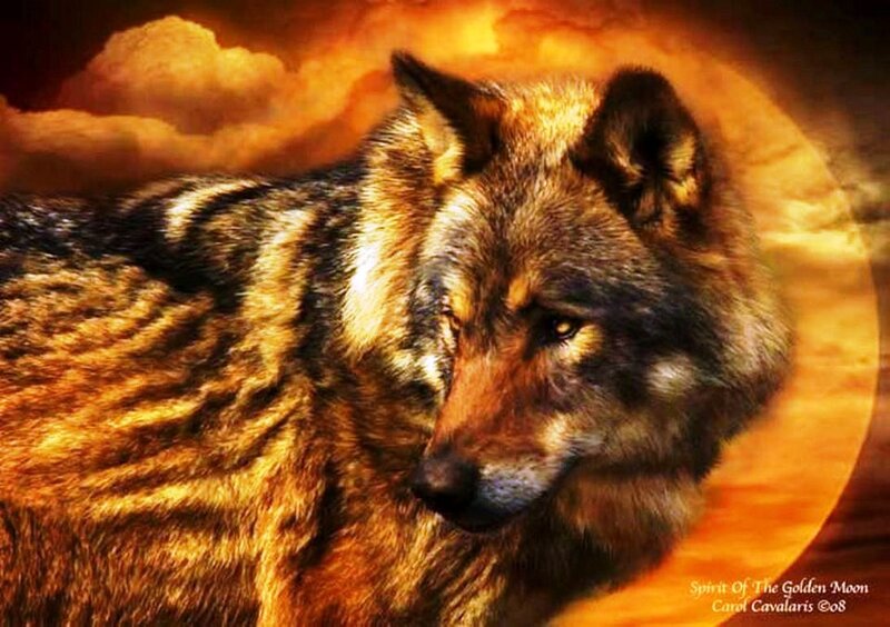 Wolf in Sunset — Orange