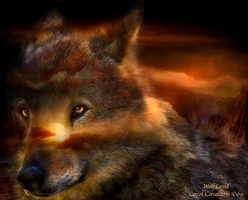 Wolf in Sunset