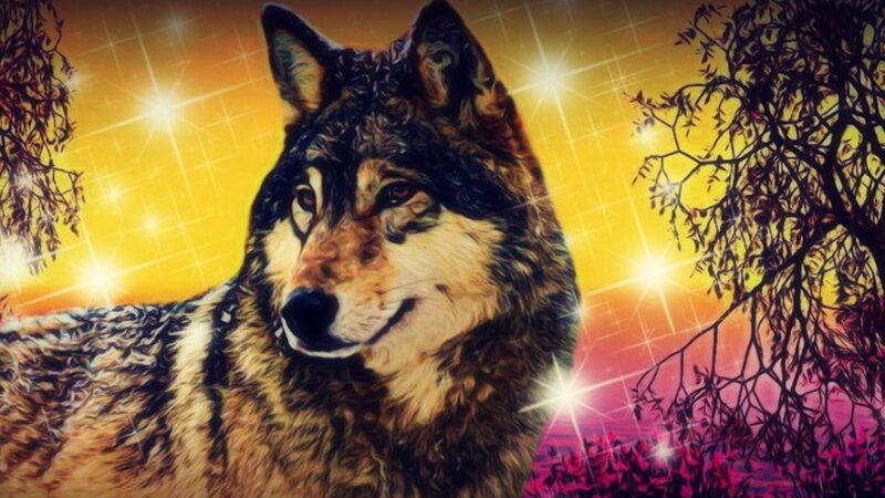 Wolf in Sunset — Yellow