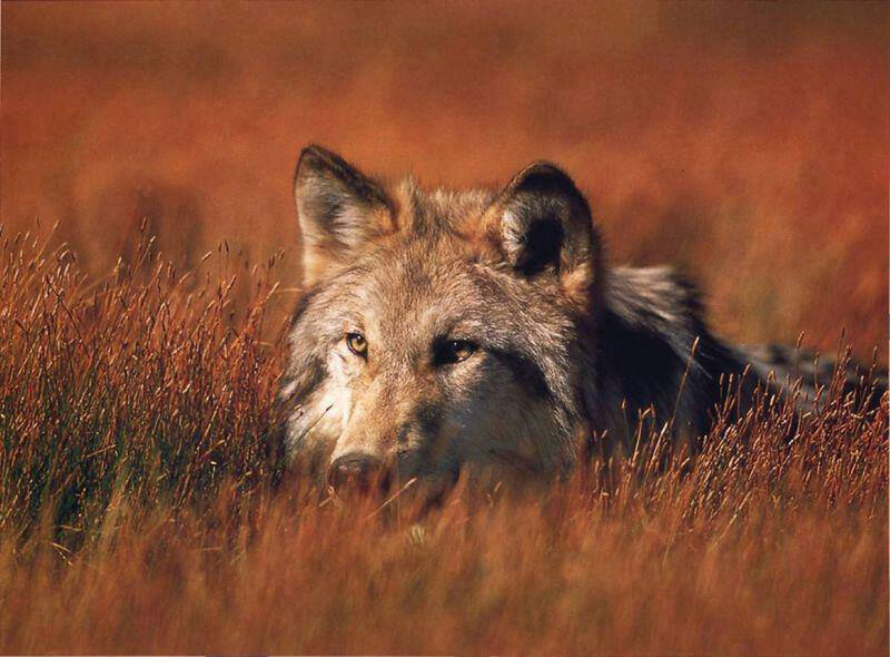 Wolf in Tall Grass — Brown, Alert, Autumn