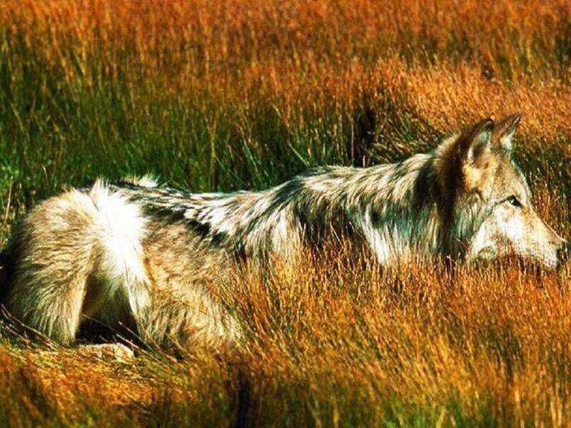 Wolf in Tall Grass — Brown, Calm, Afternoon