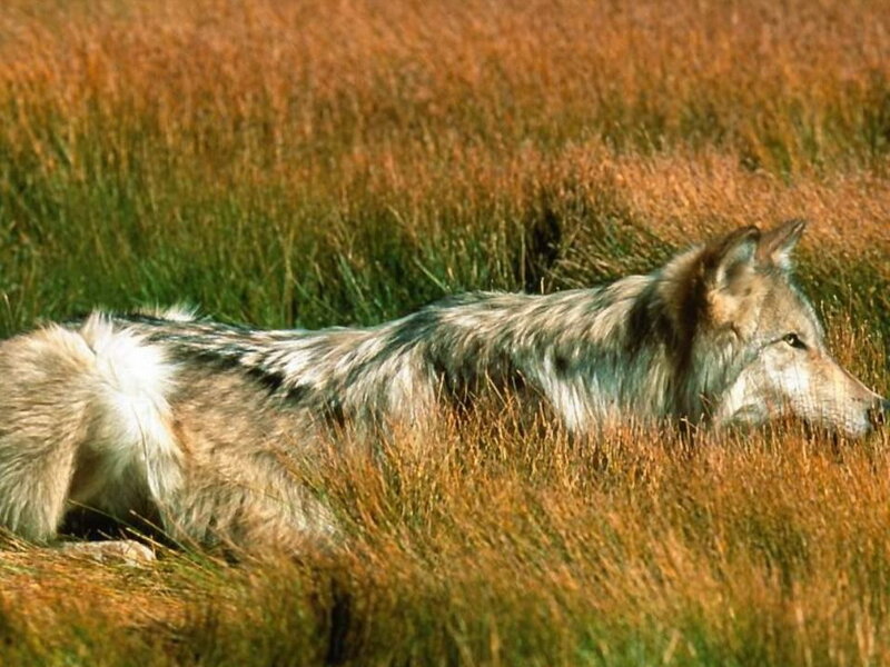 Wolf in Tall Grass — Brown, Calm