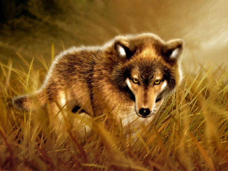 Wolf in Tall Grass — Brown, Intense