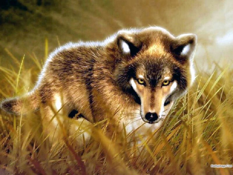 Wolf in Tall Grass — Brown