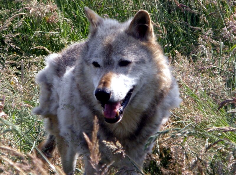 Wolf in Tall Grass — Gray