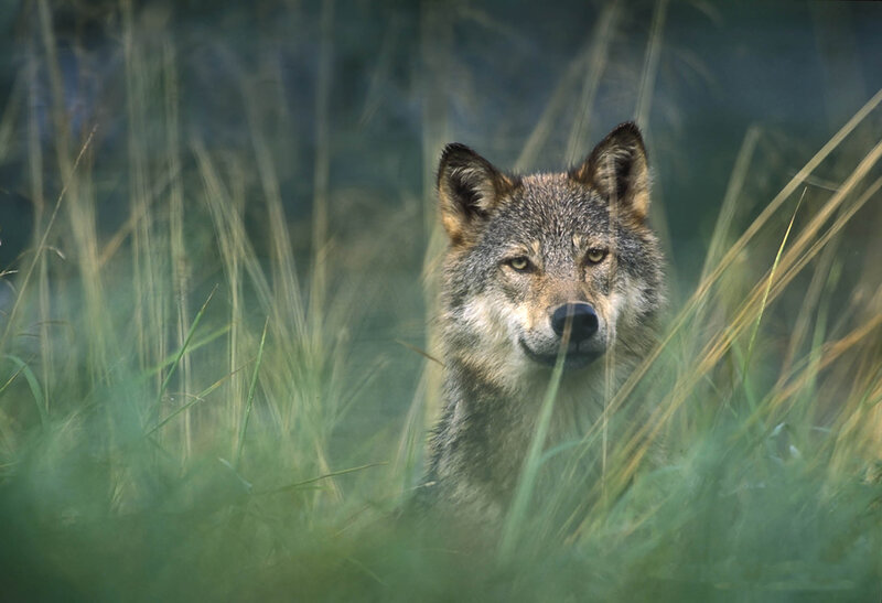 Wolf in Tall Grass — Green