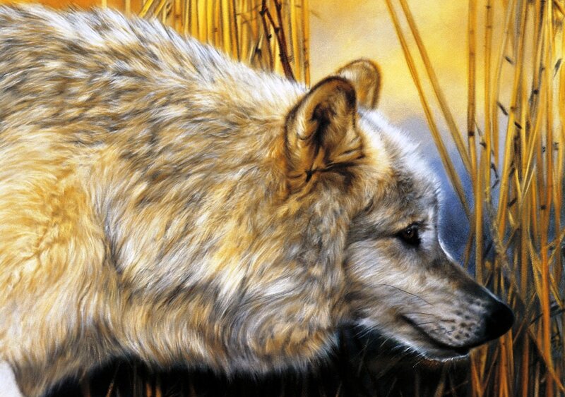 Wolf in Tall Grass — Yellow