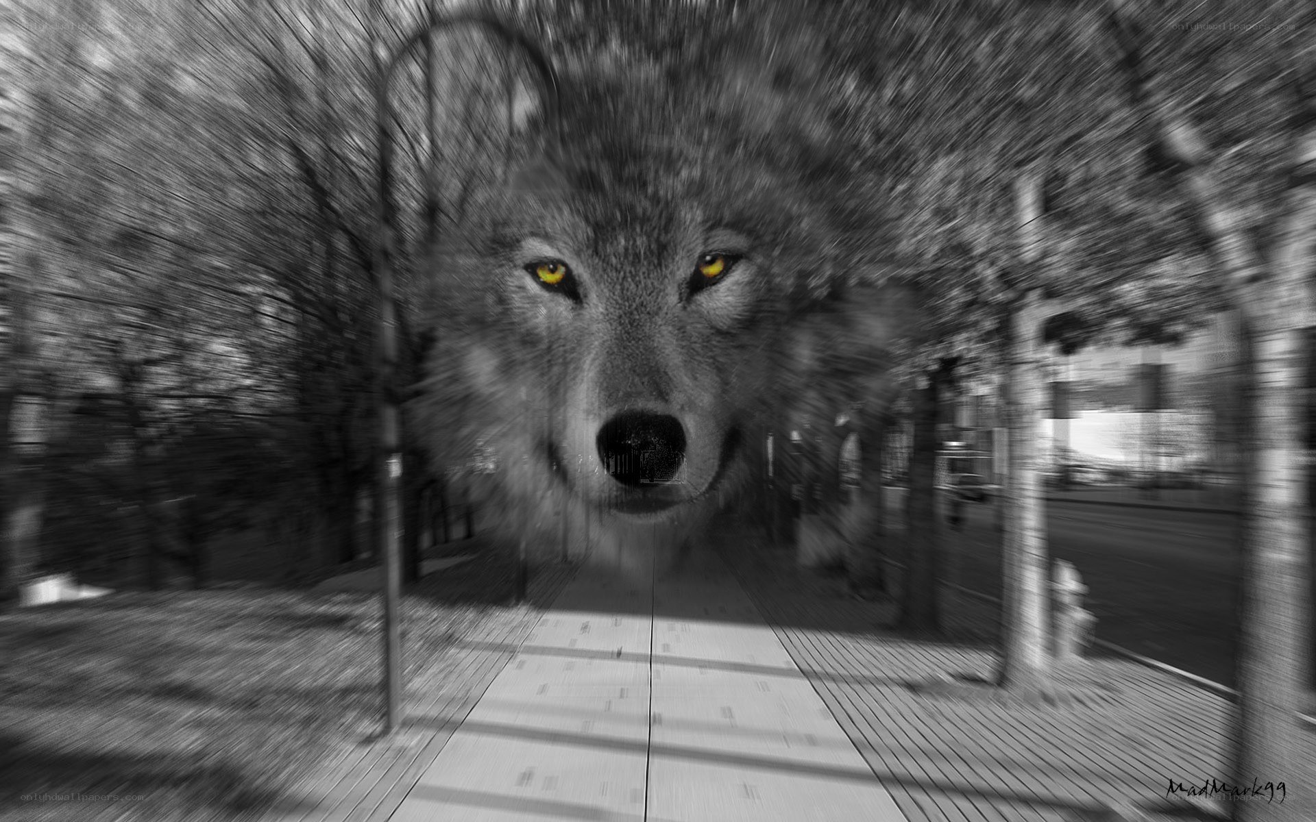 wolf in the city