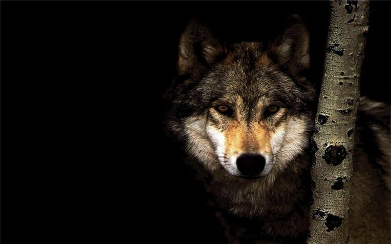 wolf in the dark forest
