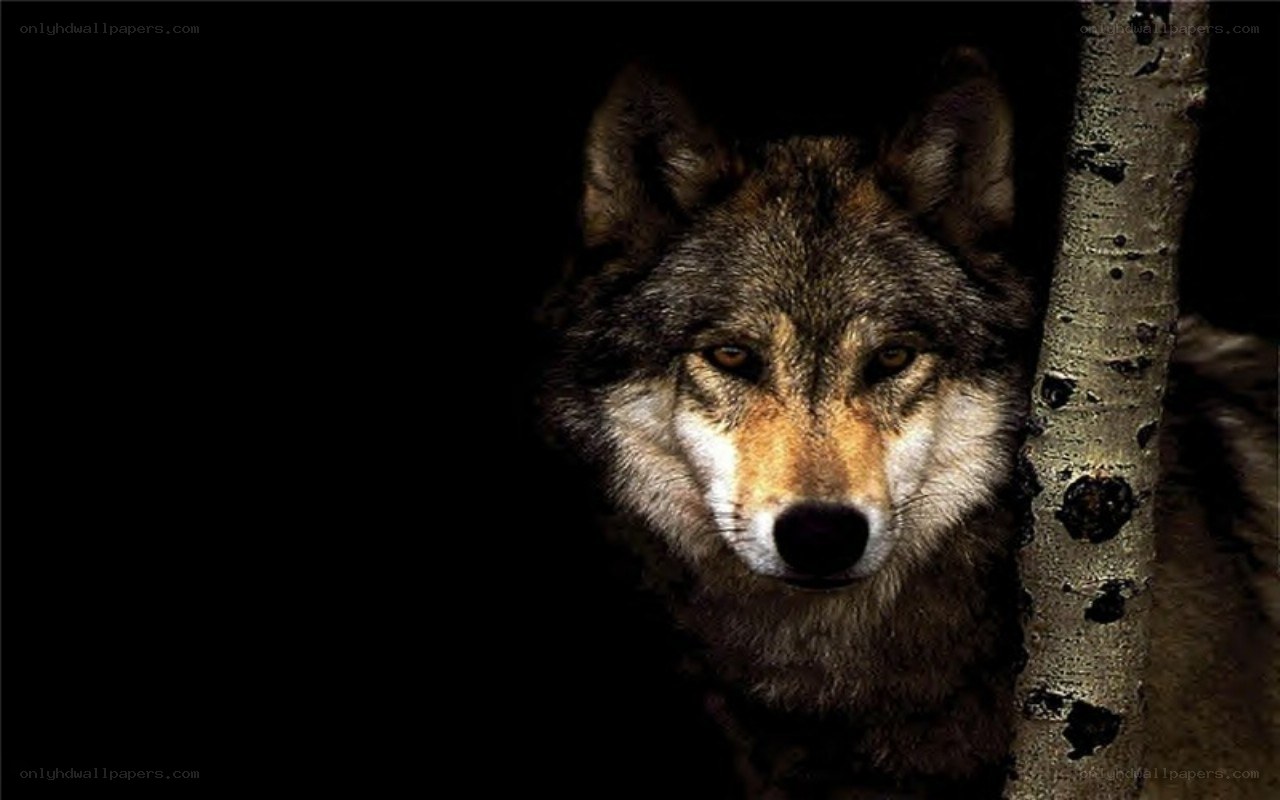 wolf in the dark forest