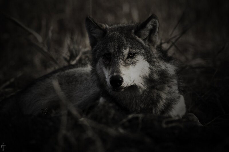 wolf in the dark forest