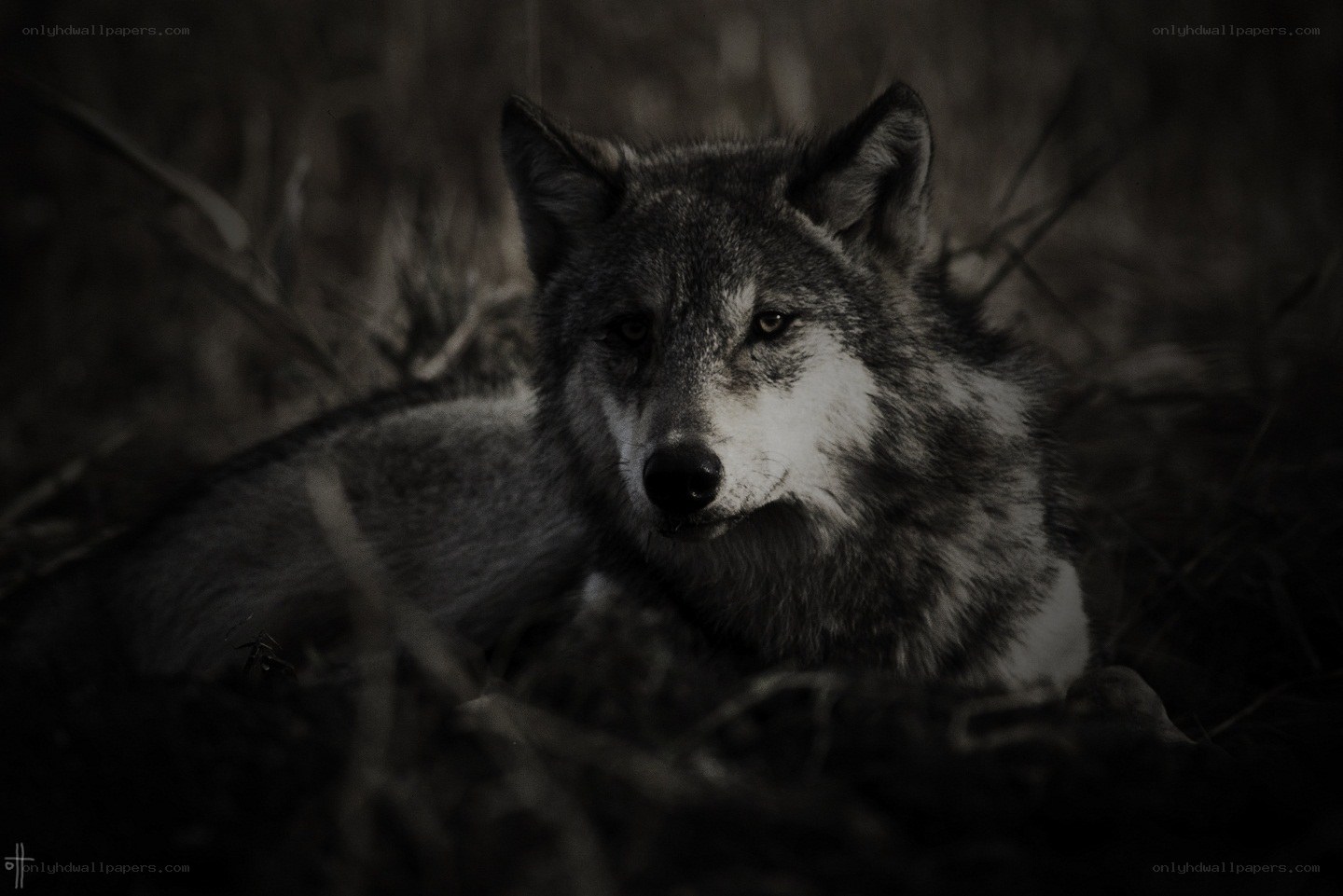wolf in the dark forest