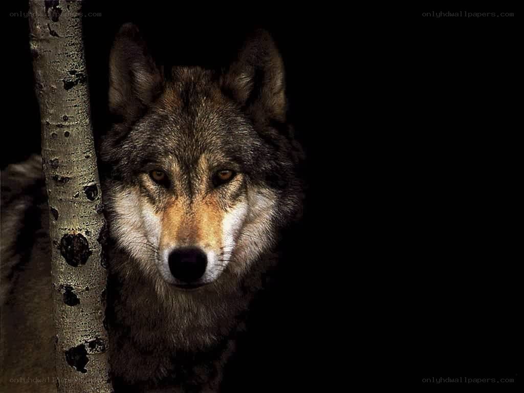 wolf in the dark