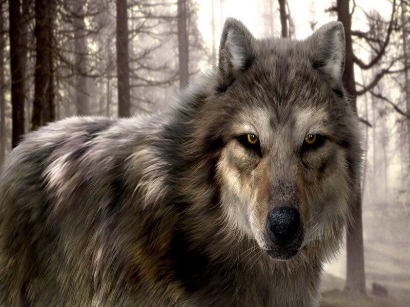 wolf in the forest