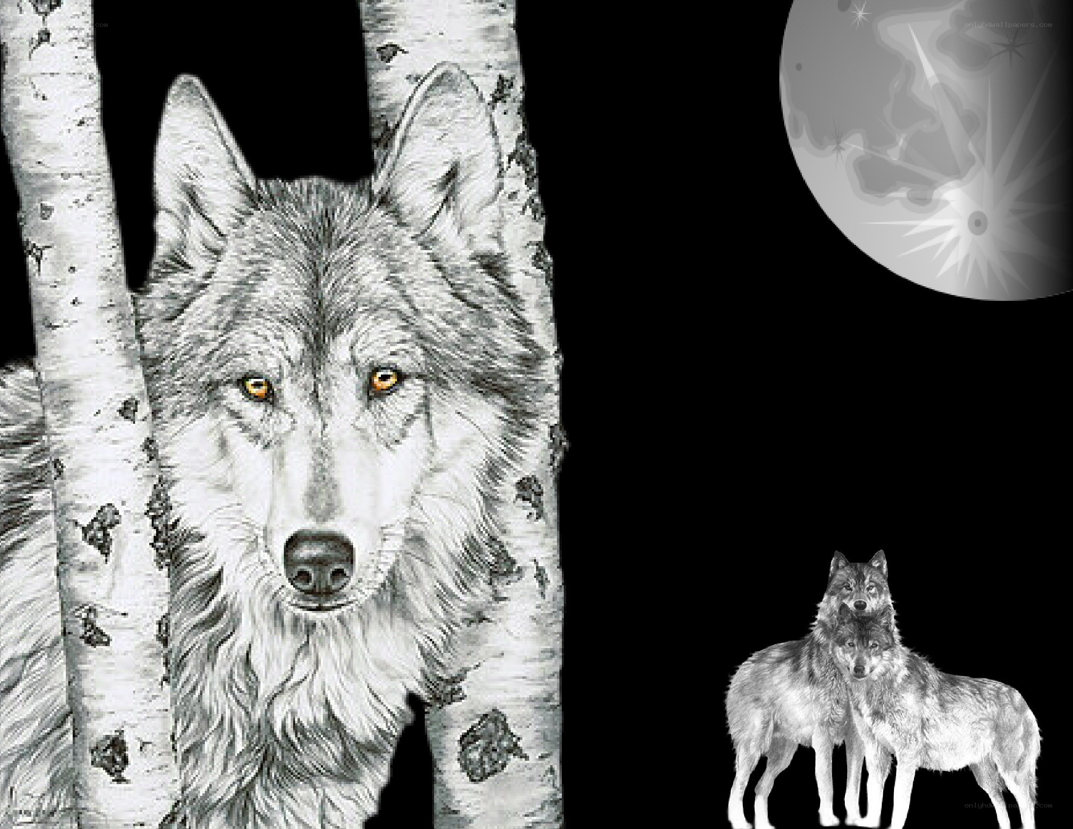 wolf in the moonlight