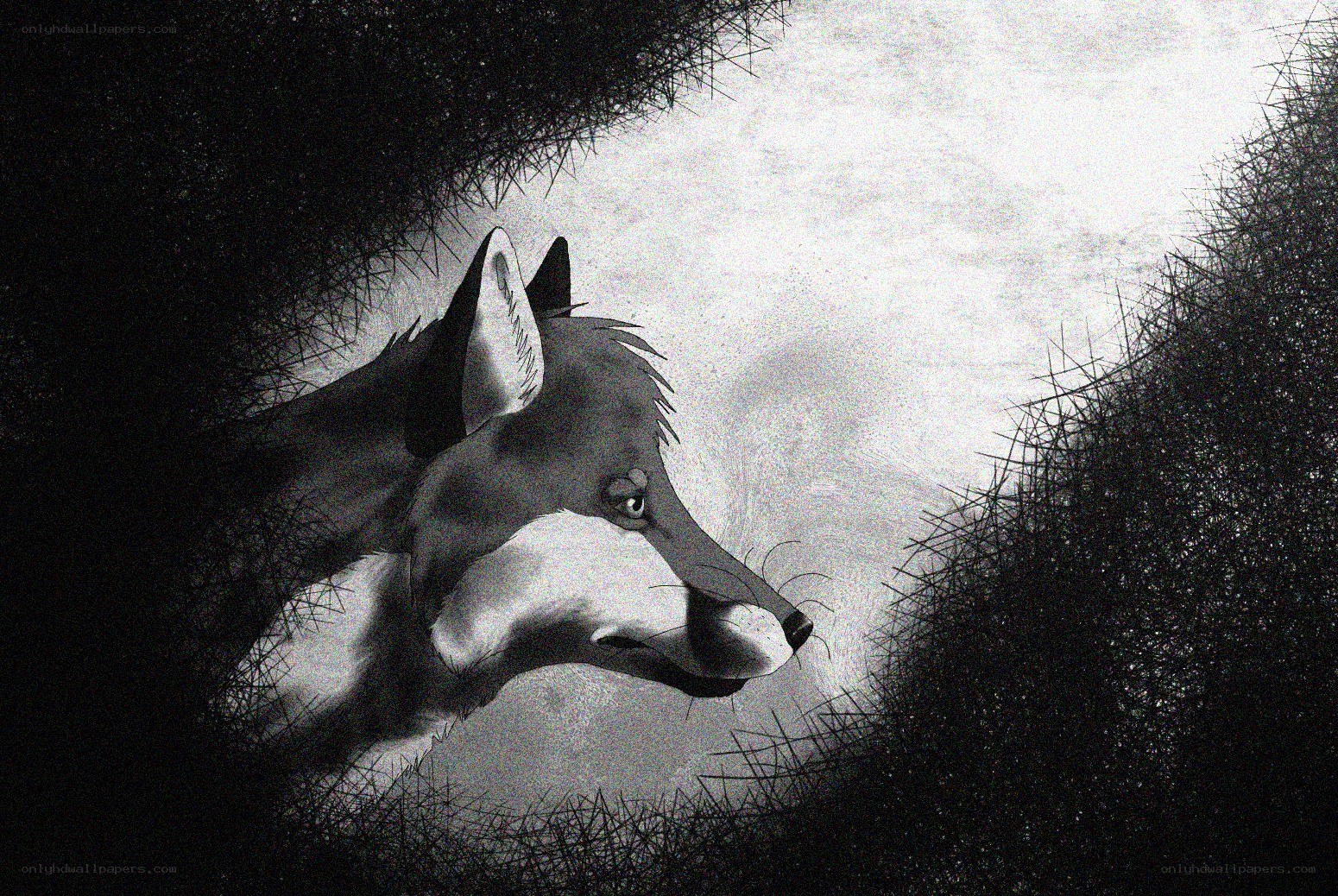 wolf in the moonlight