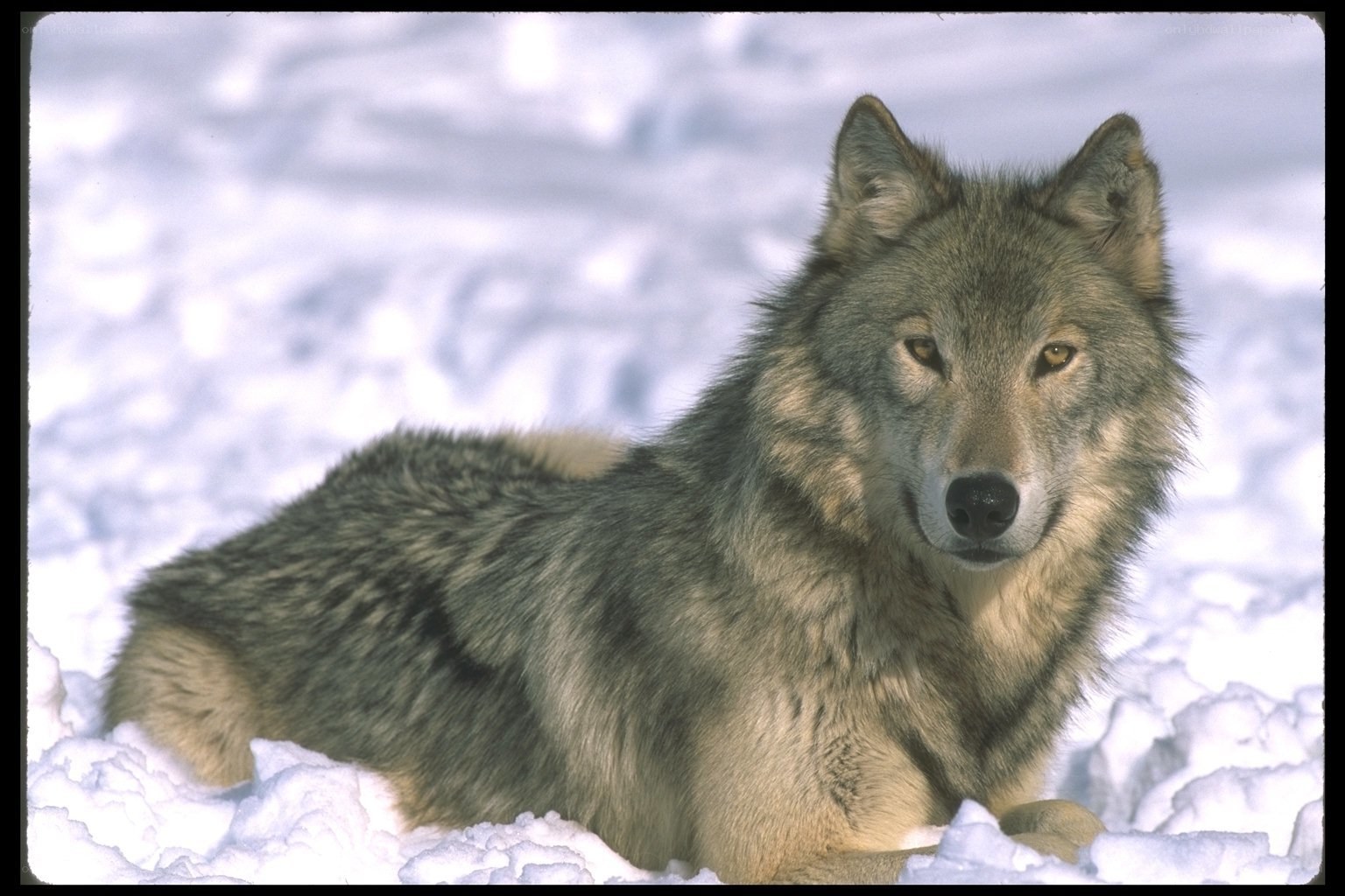 wolf in the snow