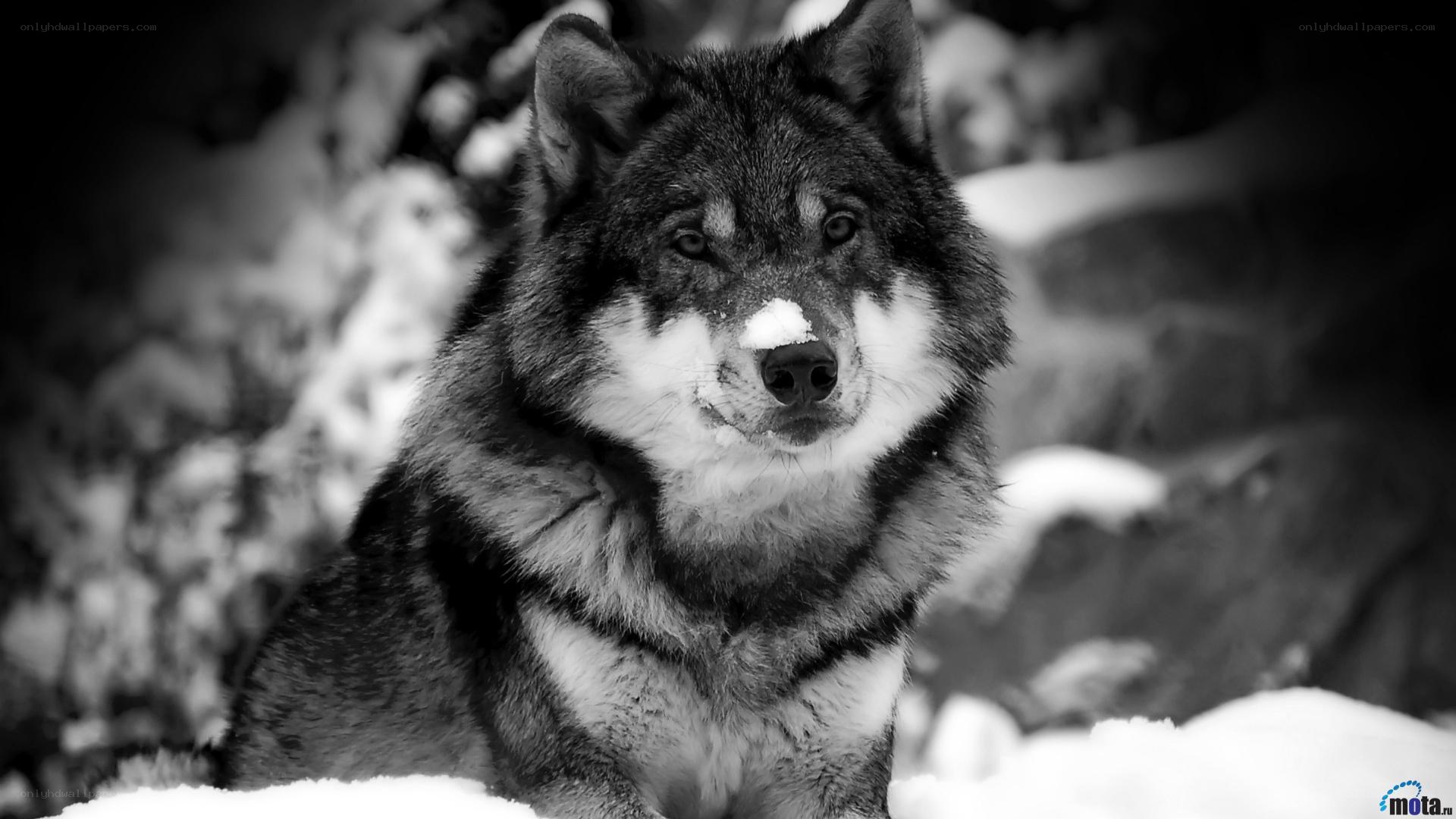 wolf in the snow