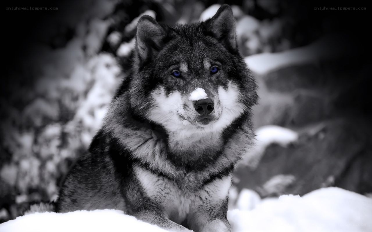 wolf in the snow