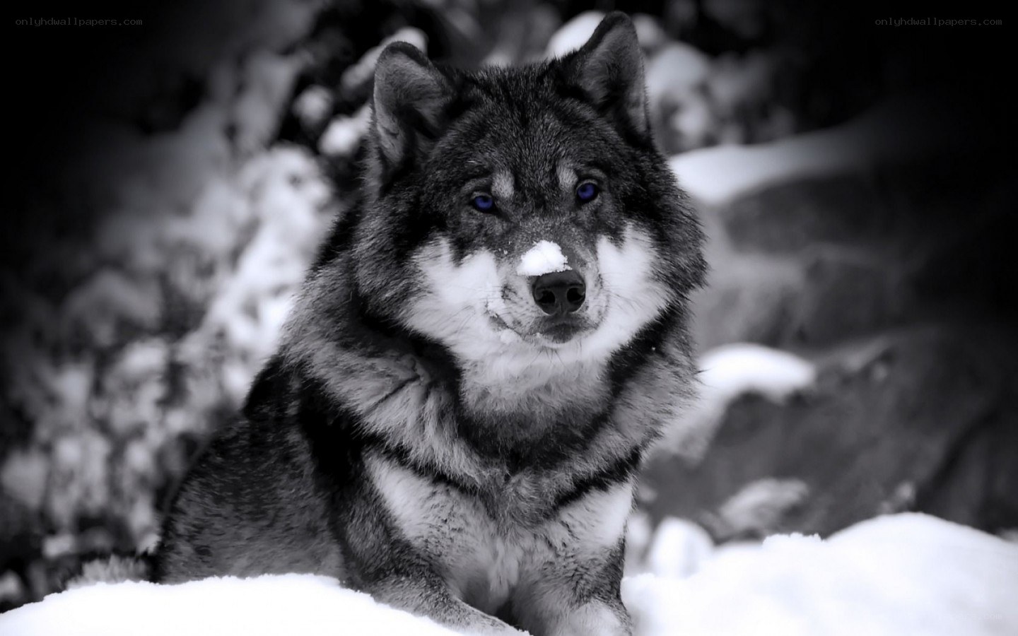 wolf in the snow