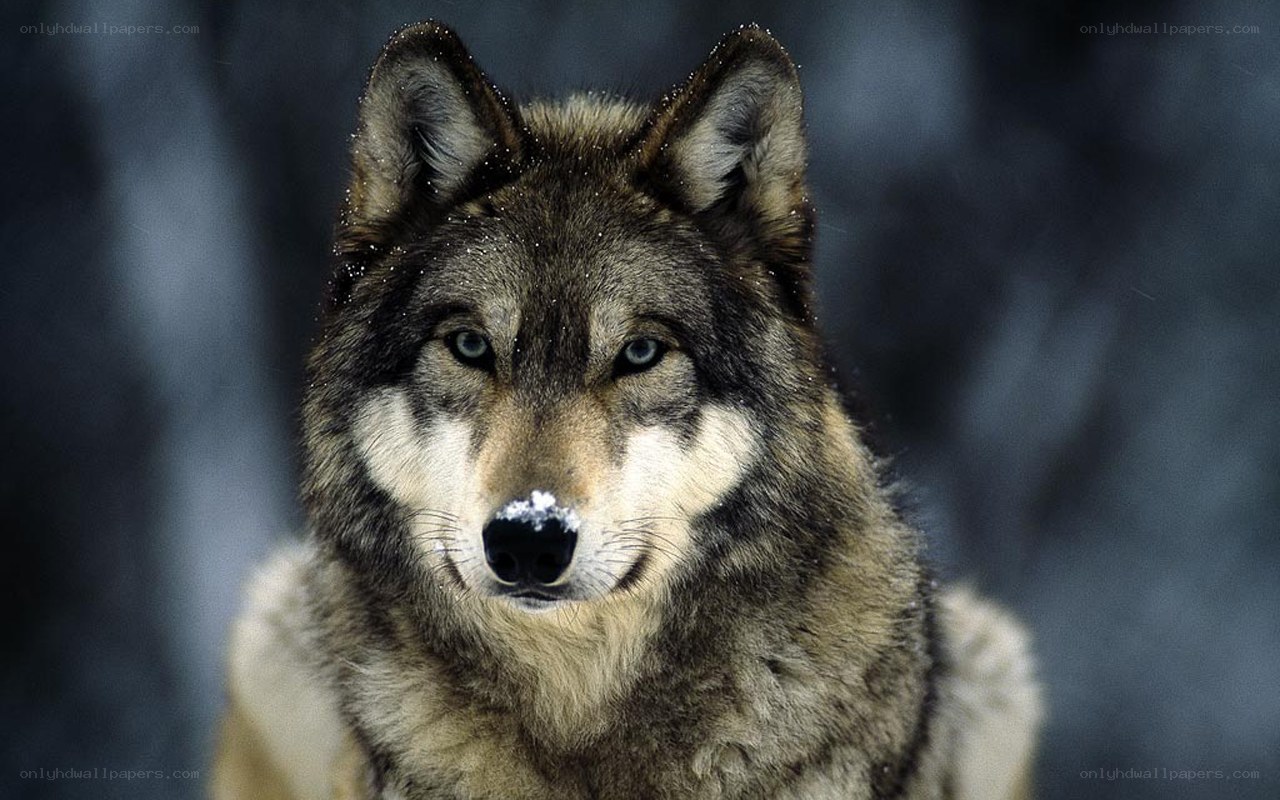 wolf in the snow