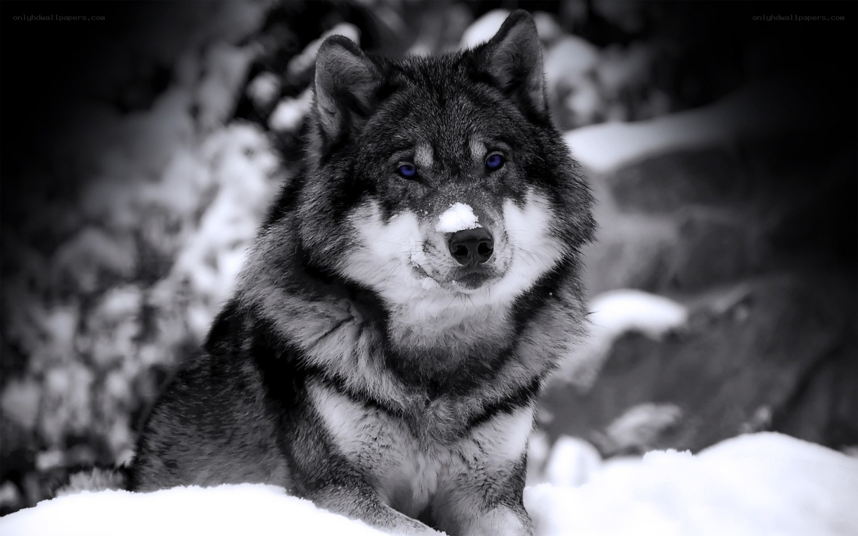 wolf in the snow