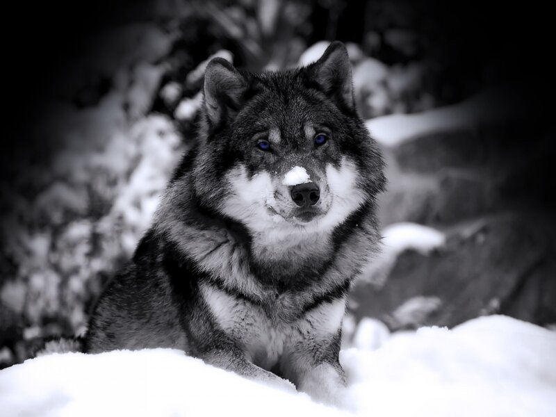wolf in the snow