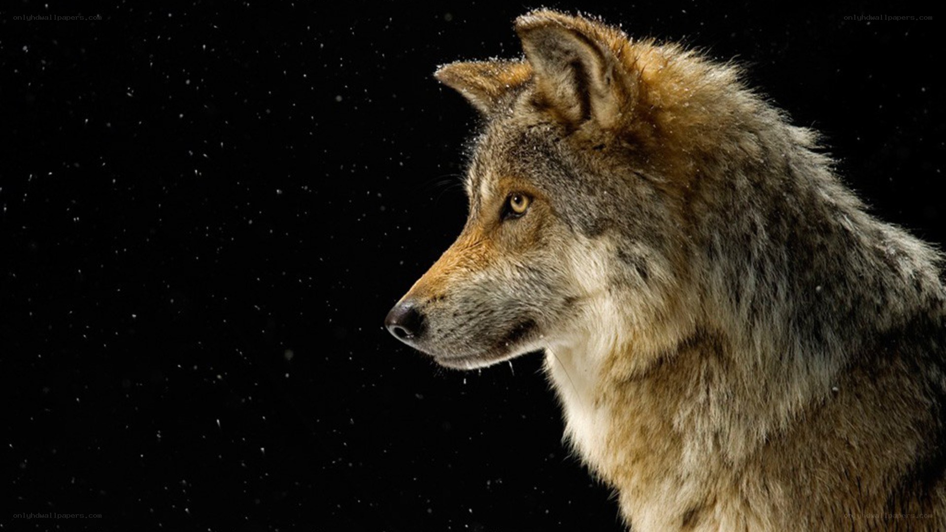 wolf in the snow