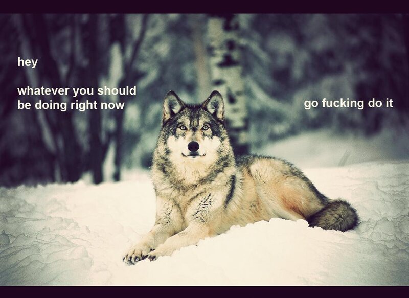 wolf in the snow