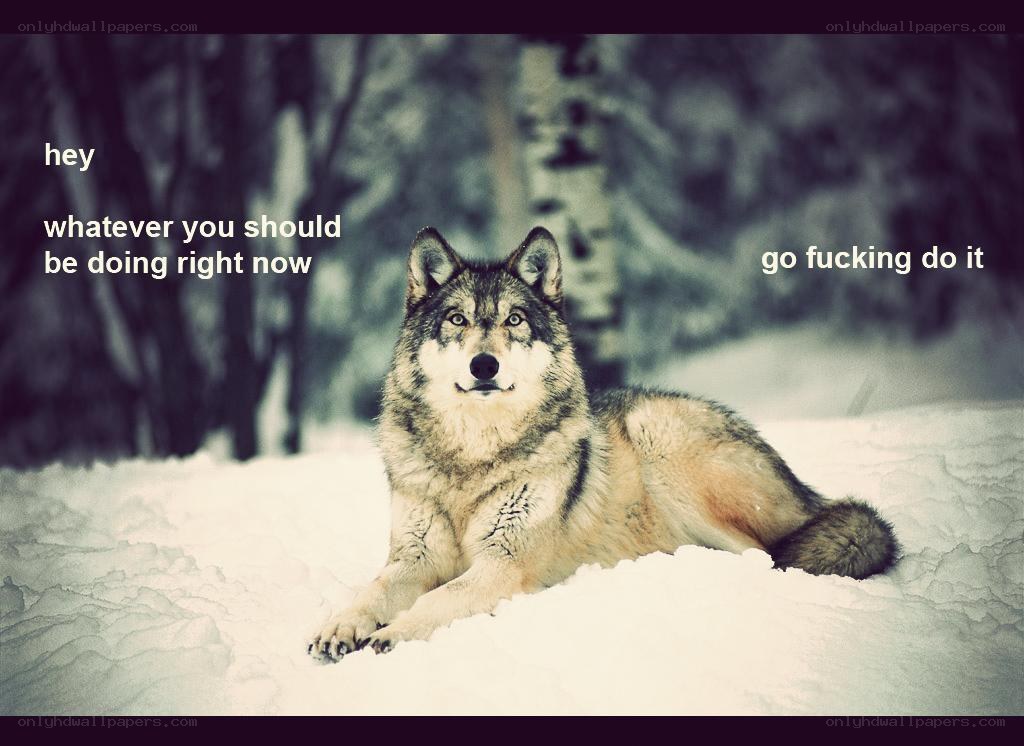 wolf in the snow
