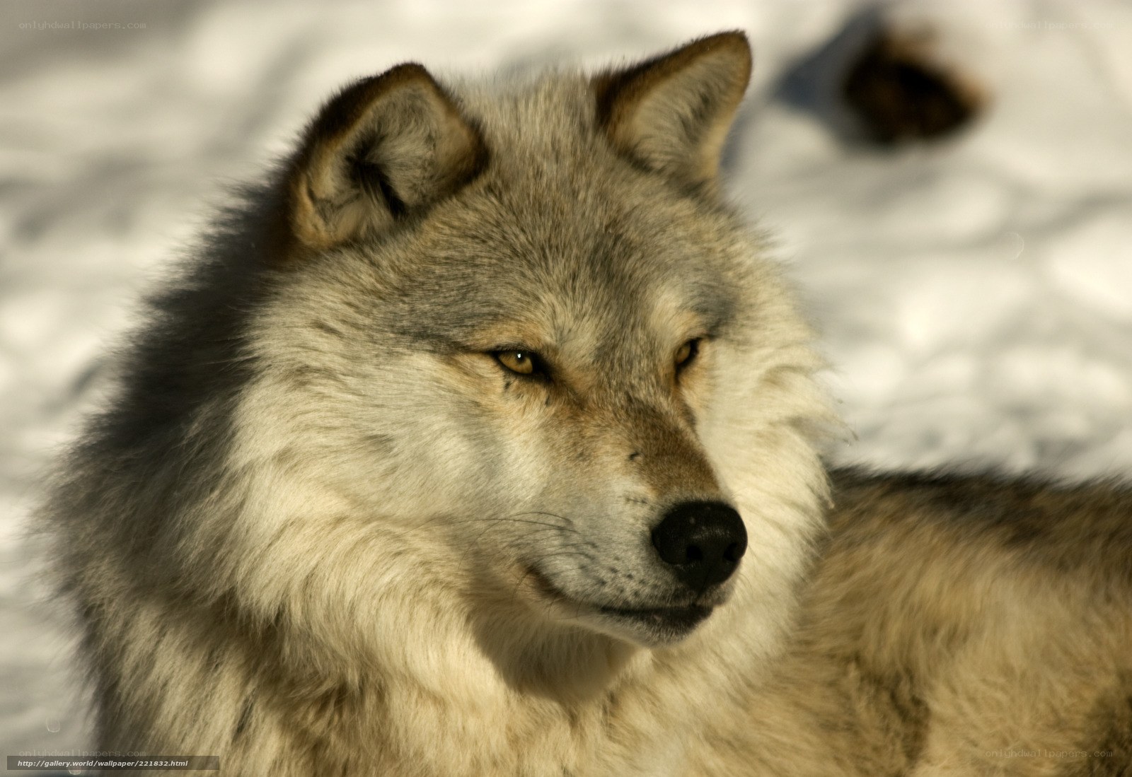 wolf in the snow